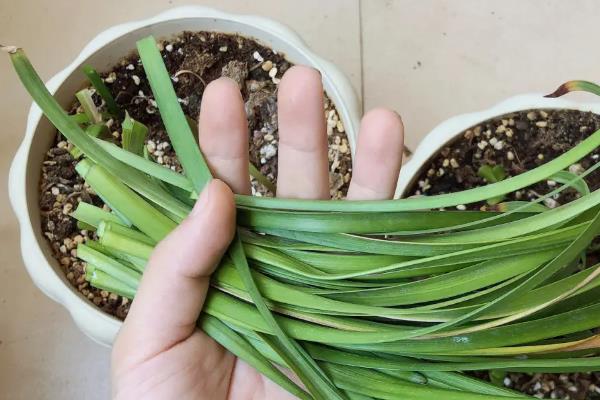 风雨兰只长叶不开花的原因，埋藏过深、水分或营养不足等因素都会导致