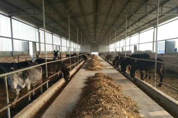 肉驴养殖场的建设方法，需要分生活区、管理区、生产区等