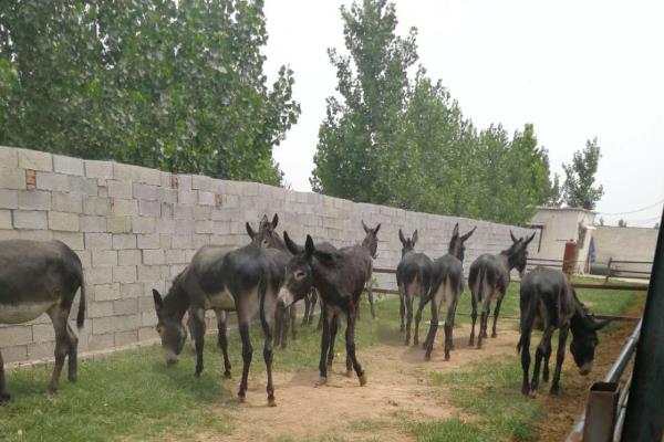 肉驴养殖场的建设方法，需要分生活区、管理区、生产区等