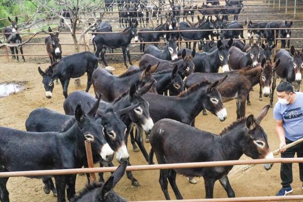 肉驴养殖场的建设方法，需要分生活区、管理区、生产区等