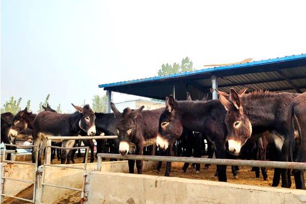 肉驴养殖场的建设方法，需要分生活区、管理区、生产区等