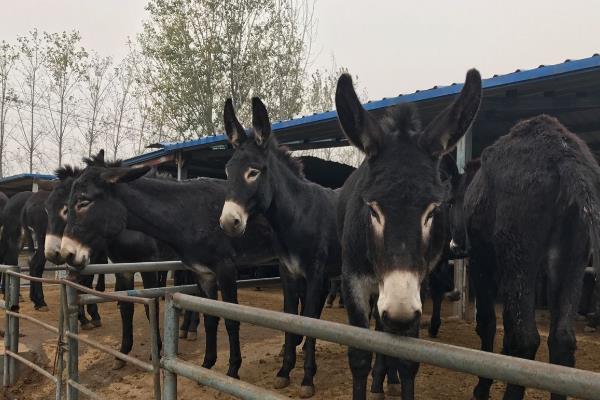 肉驴养殖场的建设方法，需要分生活区、管理区、生产区等