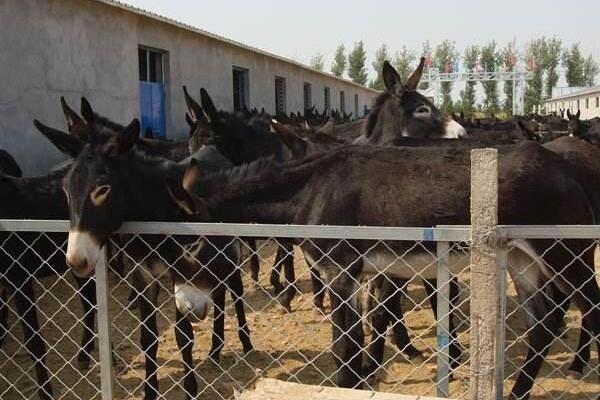 肉驴养殖场的建设方法，需要分生活区、管理区、生产区等