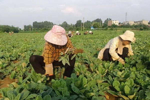 怎么种植地黄，开沟栽植后要注意补苗