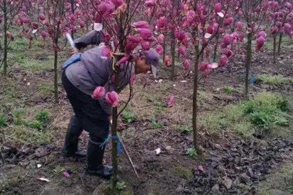 紫玉兰有什么花语，代表步步高升、情思涌动、珍稀珍贵