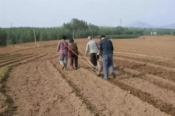 重楼的种植方法，浸种消毒后再播种