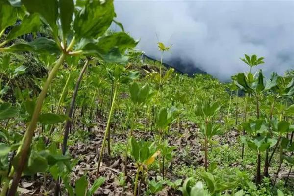 重楼的种植方法，浸种消毒后再播种