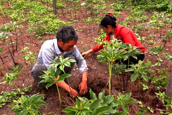 重楼的种植方法，浸种消毒后再播种