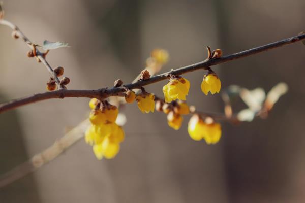 腊梅有没有毒，花朵无毒但果实、叶片有毒