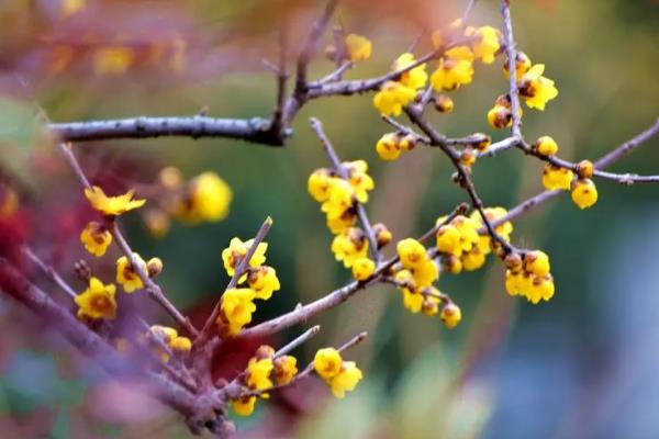 腊梅有没有毒，花朵无毒但果实、叶片有毒