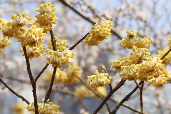 结香花的花语，花语是喜结连枝