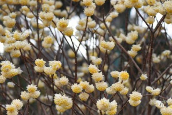 结香花的花语，花语是喜结连枝