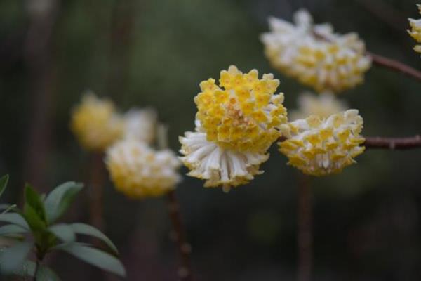 结香花的花语，花语是喜结连枝