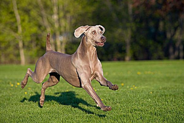 魏玛犬适不适合家养，魏玛猎犬适合家养