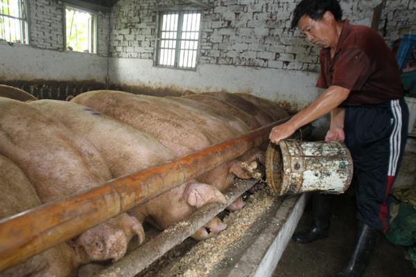 如何饲养怀孕母猪，在妊娠前期可多喂给青饲料