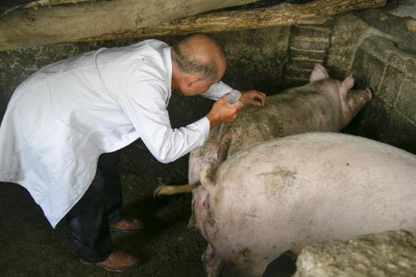 如何饲养怀孕母猪，在妊娠前期可多喂给青饲料