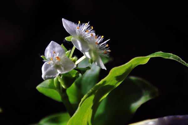 紫露草的花语，寓意尊崇、积极乐观等