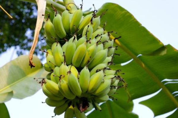 香蕉属于哪个科，是芭蕉科、芭蕉属里面的单子叶植物