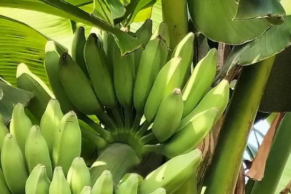 香蕉属于哪个科，是芭蕉科、芭蕉属里面的单子叶植物