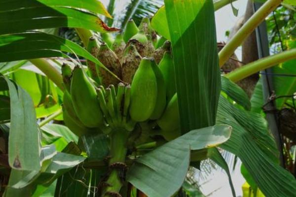 香蕉属于哪个科，是芭蕉科、芭蕉属里面的单子叶植物