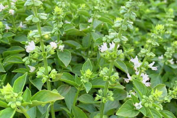 台湾九层塔和罗勒是一种植物吗，它们是一种植物