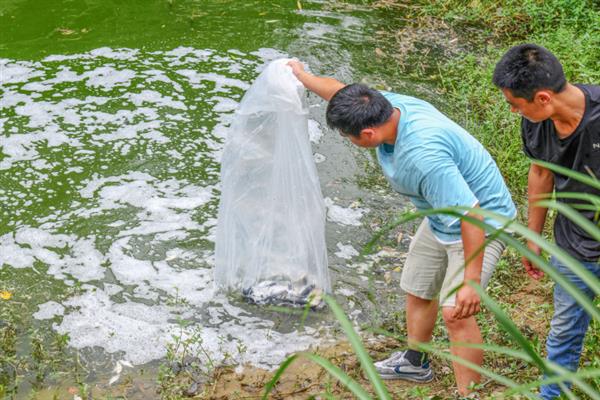 怎么养中华鲟鱼，饲养池的大小可根据养殖规模而定