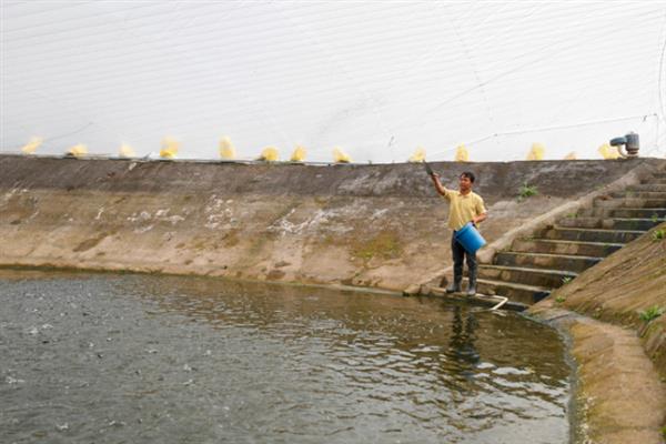 怎么养中华鲟鱼，饲养池的大小可根据养殖规模而定