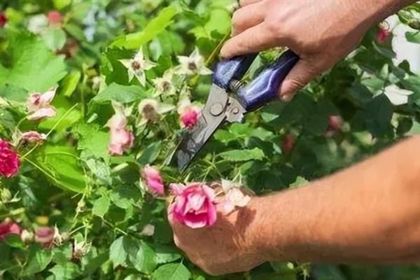 春季能不能对蔷薇花修枝，老枝开花可在花后修剪