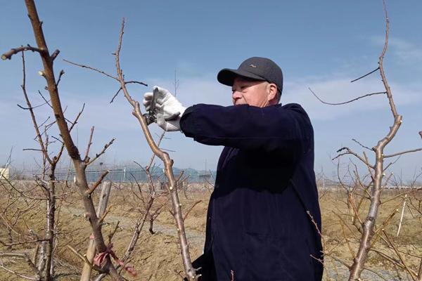 黄桃如何防虫，可喷施农药还可以物理防治