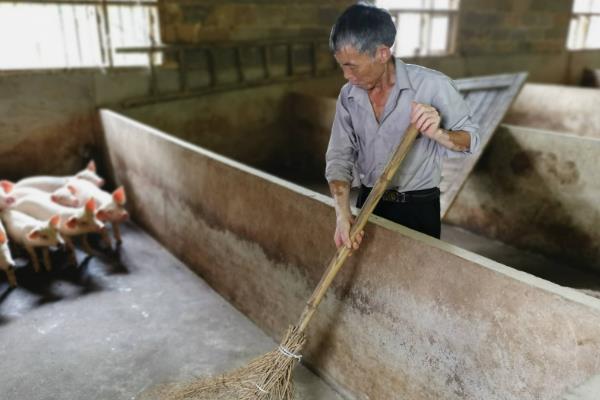 仔猪四肢无力不能站立怎么办，根据发生原因使用不同的药物