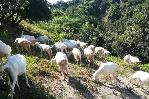 山羊的养殖技术，每天为山羊提供三次青饲料