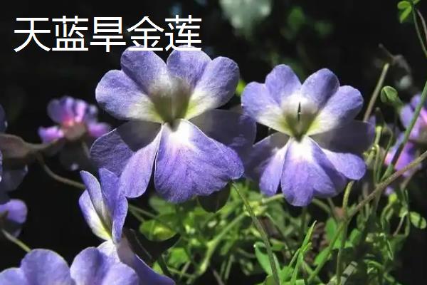 旱金莲有哪些作用，可供观赏、食用或药用