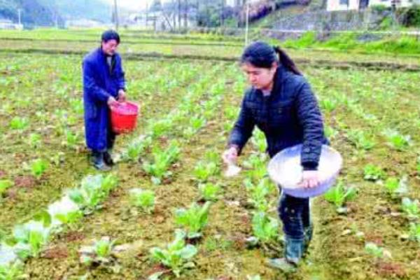 种植娃娃菜怎么管理，昼夜温差需保持在13℃以内