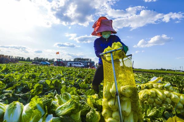 种植娃娃菜怎么管理，昼夜温差需保持在13℃以内