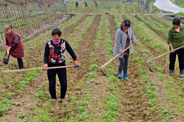 种植娃娃菜怎么管理，昼夜温差需保持在13℃以内