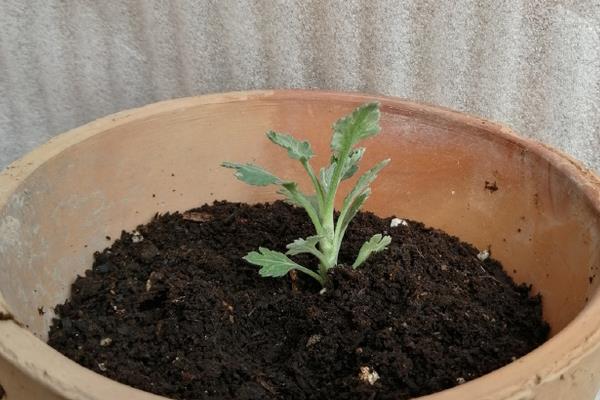 菊花种子的种植方法，可选择在每年春秋两季进行播种