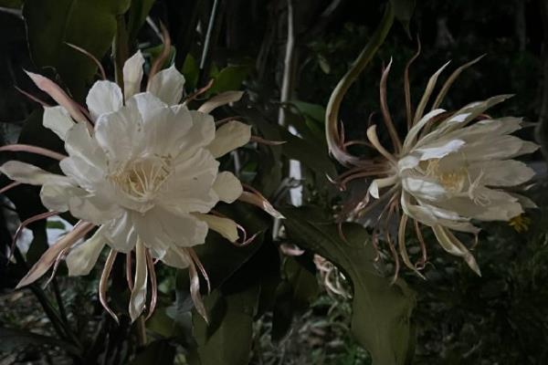 昙花的花语，寓意转瞬即逝、珍惜美好等