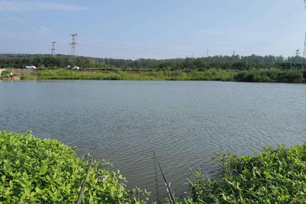 在江河中钓翘嘴如何选位置，水草较多的地方有翘嘴鱼觅食