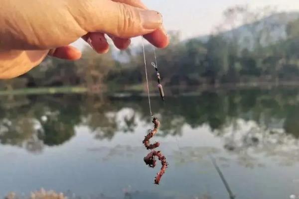 野钓黄尾鱼用什么饵料，可以选择自然饵、商品饵或自制饵