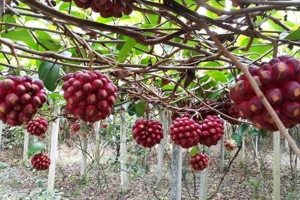 种植黑老虎的气候条件，年均气温要达到19-22℃