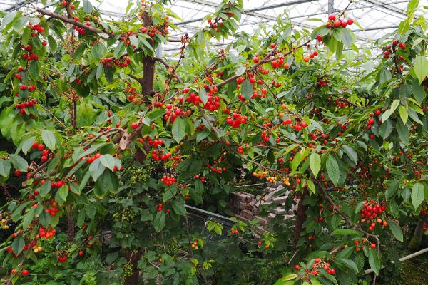 甜樱桃促花喷施肥料有哪些技巧，每隔10-15天喷一次多效唑