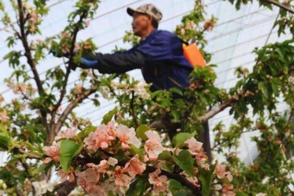 甜樱桃促花喷施肥料有哪些技巧，每隔10-15天喷一次多效唑