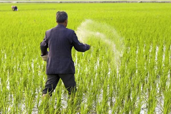 水稻田可以使用哪些除草剂，主要分为酰胺类、杂环类、有机磷类等类型