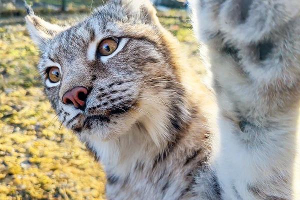 猞猁会不会认主人，可以认主但在我国不能私人饲养