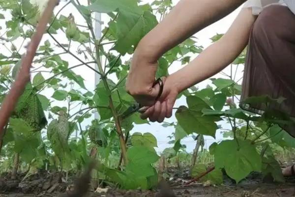 棉花的整枝技术，不同生长期的整枝方法不同