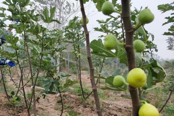 春季无花果树怎样修剪，需要为植株摘心打顶