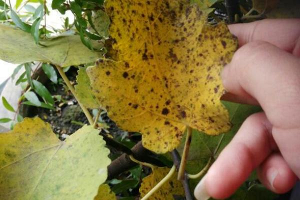 春季无花果树怎样修剪，需要为植株摘心打顶