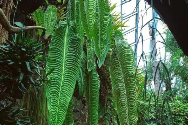 火鹤王花烛的特点，高度可长到1米以上