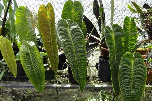 火鹤王花烛的特点，高度可长到1米以上