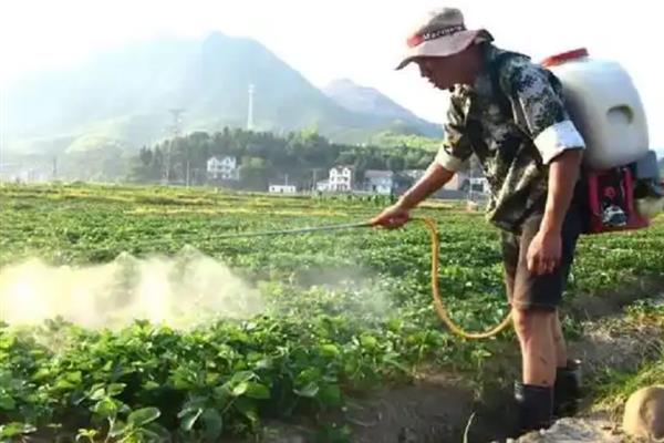 乙嘧酚的作用，可有效灭杀菌丝体、分生孢子等